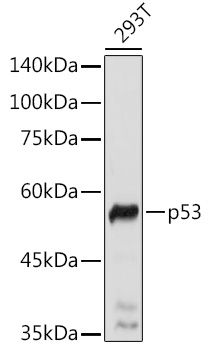 p53 Rabbit polyclonal antibody