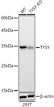 [KO Validated] TYSY Rabbit polyclonal antibody
