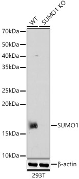 [KO Validated] SUMO1 Rabbit polyclonal antibody