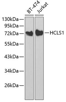 HCLS1 Rabbit polyclonal antibody