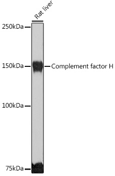 Complement factor H Rabbit polyclonal antibody
