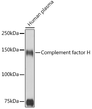 Complement factor H Rabbit polyclonal antibody