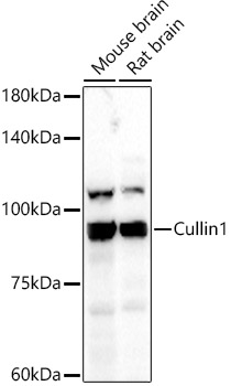 Cullin 1 Rabbit polyclonal antibody