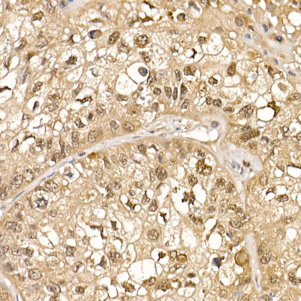 Cullin 1 Rabbit polyclonal antibody
