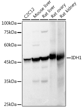 IDH1 Rabbit polyclonal antibody