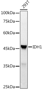 IDH1 Rabbit polyclonal antibody