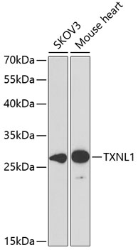 TXNL1 Rabbit polyclonal antibody