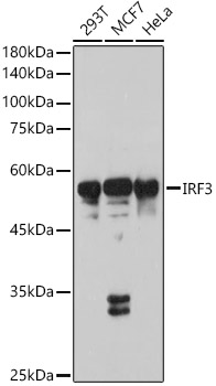 IRF3 Rabbit polyclonal antibody
