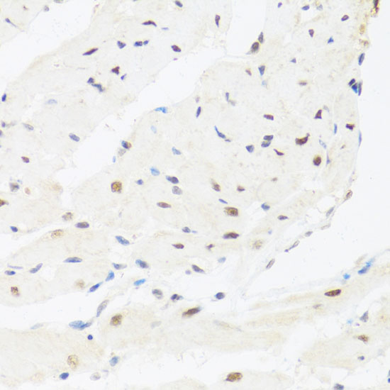 IRF3 Rabbit polyclonal antibody