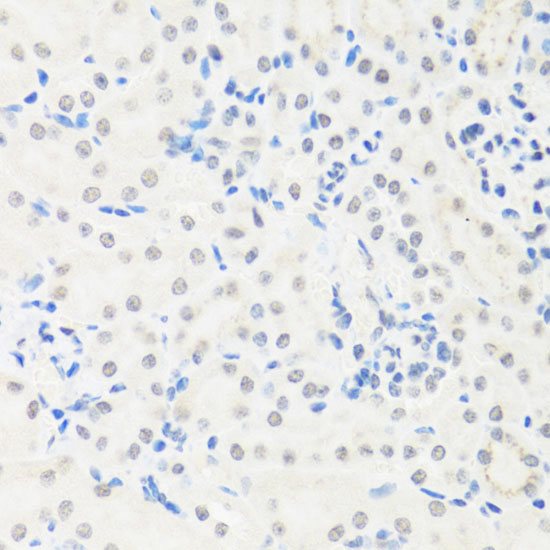 IRF3 Rabbit polyclonal antibody