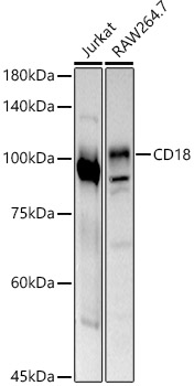 CD18 Rabbit polyclonal antibody