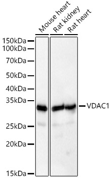 [KD Validated] VDAC1 Rabbit polyclonal antibody
