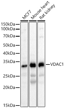 [KD Validated] VDAC1 Rabbit polyclonal antibody