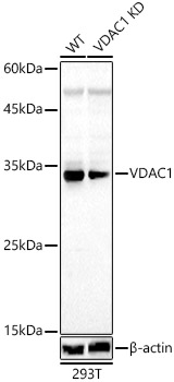 [KD Validated] VDAC1 Rabbit polyclonal antibody