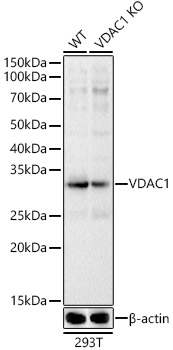 [KD Validated] VDAC1 Rabbit polyclonal antibody