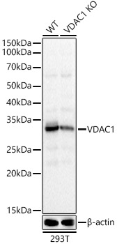 [KD Validated] VDAC1 Rabbit polyclonal antibody