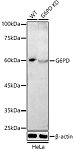 Western blot - [KD Validated] G6PD Rabbit pAb (A21750)