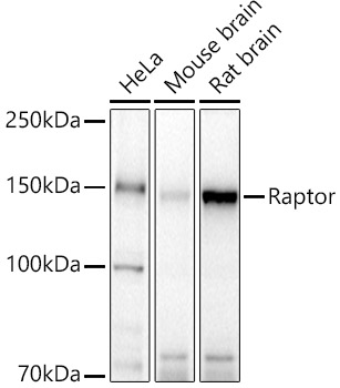 Raptor Rabbit pAb