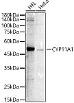 Western blot - CYP11A1 Rabbit pAb (A21757)