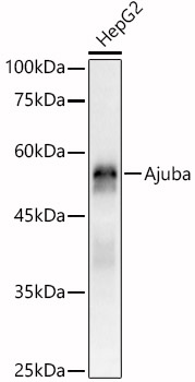 [KO Validated] Ajuba Rabbit polyclonal antibody