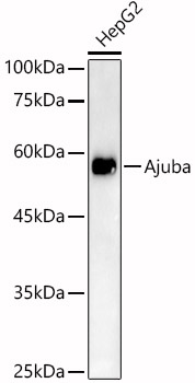 [KO Validated] Ajuba Rabbit polyclonal antibody