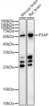[KO Validated] PSAP Rabbit polyclonal antibody