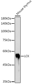 LCK Rabbit polyclonal antibody