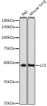 LCK Rabbit polyclonal antibody