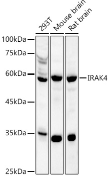 IRAK4 Rabbit polyclonal antibody