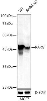[KD Validated] RARG Rabbit polyclonal antibody