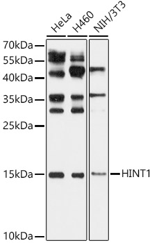 HINT1 Rabbit polyclonal antibody