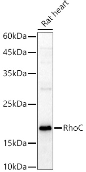 RhoC Rabbit polyclonal antibody