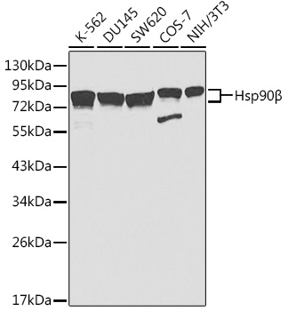 Hsp90B Beta Rabbit polyclonal antibody
