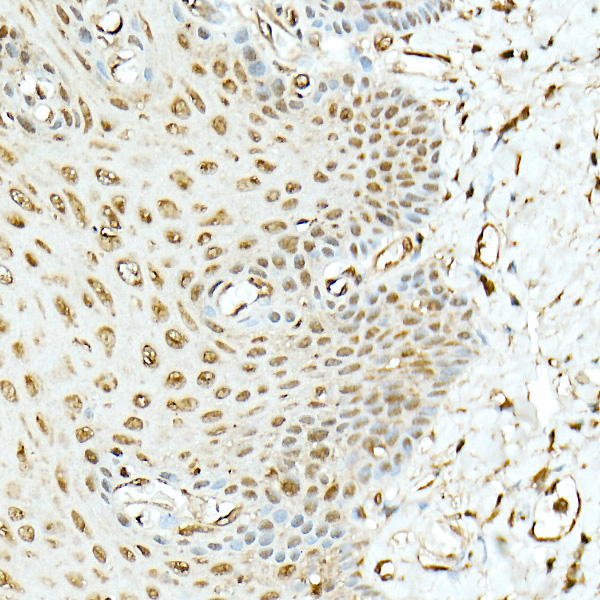 Hsp90B Beta Rabbit polyclonal antibody