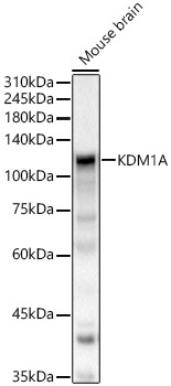 KDM1A Rabbit polyclonal antibody