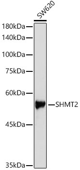 SHMT2 Rabbit polyclonal antibody