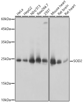 SOD2 Rabbit polyclonal antibody