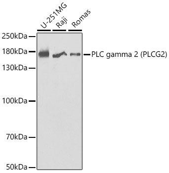 PLC gamma 2 (PLCG2) Rabbit polyclonal antibody