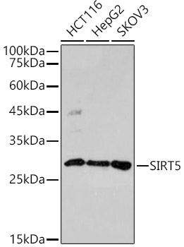 SIRT5 Rabbit pAb