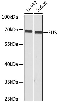 FUS Rabbit polyclonal antibody
