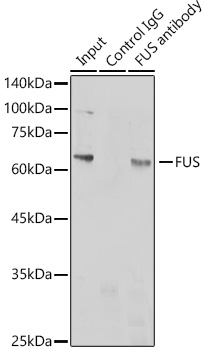FUS Rabbit polyclonal antibody