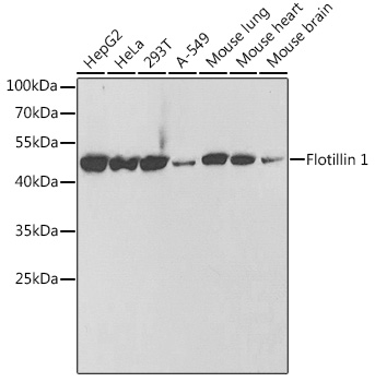 Flotillin 1 Rabbit polyclonal antibody
