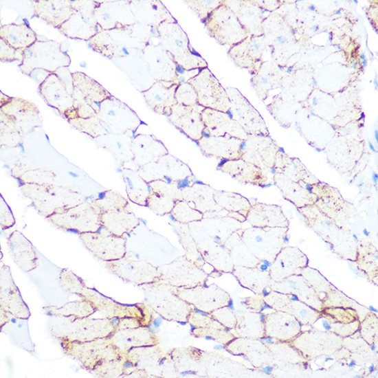 Flotillin 1 Rabbit polyclonal antibody