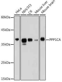 PPP1CA Rabbit polyclonal antibody