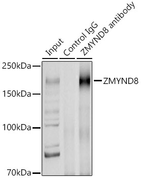[KO Validated] ZMYND8 Rabbit polyclonal antibody