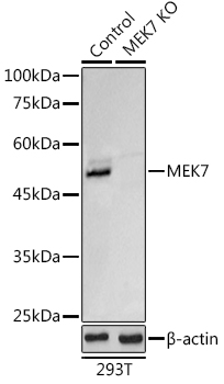 [KO Validated] MEK7 Rabbit polyclonal antibody