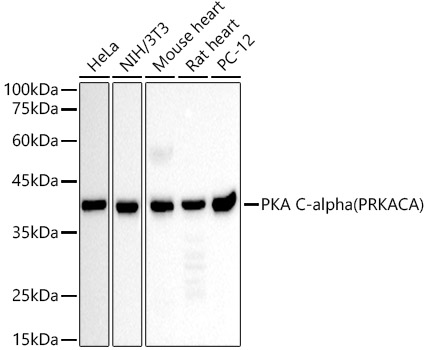 [KD Validated] PKA C-alpha (PRKACA) Mouse monoclonal antibody