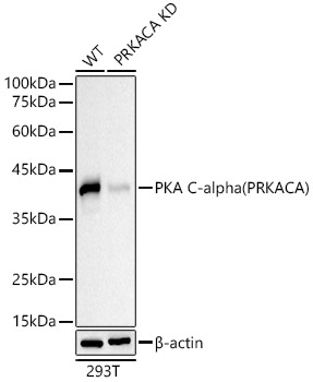 [KD Validated] PKA C-alpha (PRKACA) Mouse monoclonal antibody