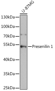 Presenilin 1 Rabbit polyclonal antibody