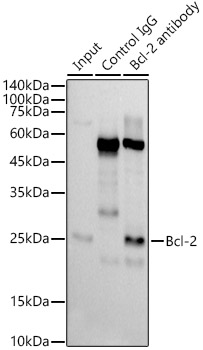 [KD Validated] Bcl-2 Rabbit monoclonal antibody